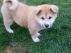 Akita-Inu