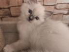 Ragdoll