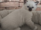 Ragdoll