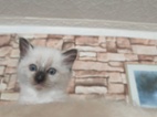 Ragdoll