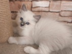 Ragdoll