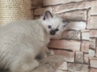 Ragdoll