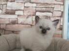 Ragdoll