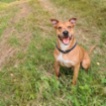 Americký pitbulteriér