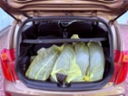 Kia Picanto, 1.0 VVT-i, ČR, hatchback, benzin