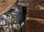 Osmák degu