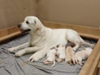 Prodám Labradorského retrívra