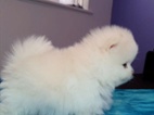 Německý špic trpasličí (Pomeranian)
