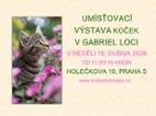 Umísťovací výstava koček v Gabriel Loci