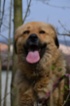 Leonberger