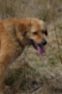 Leonberger