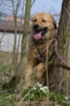 Leonberger