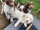 Lagotto Romagnolo s PP
