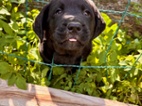 Labrador retriever s PP - černý pejsek