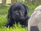 Labrador retriever s PP - černý pejsek