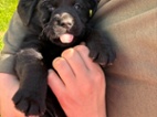 Labrador retriever s PP - černý pejsek