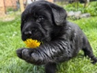 Labrador retriever s PP - černý pejsek