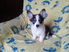 Welsh Corgi-fenečka