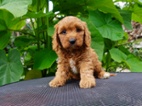 Cavapoo  štěně