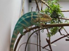 Furcifer pardalis Nosy faly