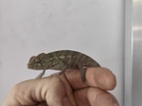 Furcifer pardalis Nosy faly