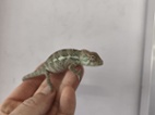 Furcifer pardalis Nosy faly