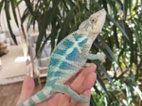 Furcifer pardalis Nosy faly