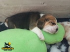 Beagle štěňata 2 holčičky s PP