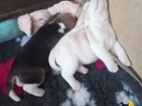 Beagle štěňata 2 holčičky s PP