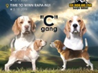 Beagle štěňata 2 holčičky s PP