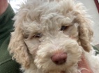 Lagotto Romagnolo s PP/Italský vodní pes