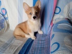 Welsh Corgi-fenečka