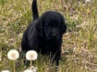 Flat coated retriever s PP pejsek