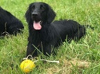 Flat coated retriever s PP pejsek