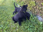 Flat coated retriever s PP pejsek