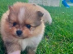 Pomeranian klouček