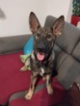 Belgický ovčák – Malinois