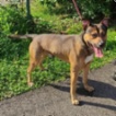 Americký pitbulteriér