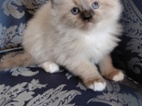 Koťata Ragdoll