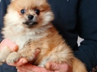 Pomeranian fenečka