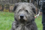 Bearded kolie