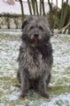 Bearded kolie
