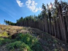 Prodej lesa 233 155 m Žďár u Nové Včelnice