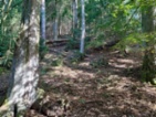Prodej lesa 233 155 m Žďár u Nové Včelnice
