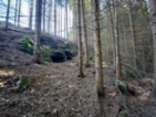 Prodej lesa 233 155 m Žďár u Nové Včelnice