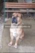 Boerboel (Búrský buldok)