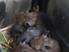Osmák degu