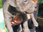 American bully XL