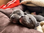 American bully XL