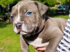 American bully XL